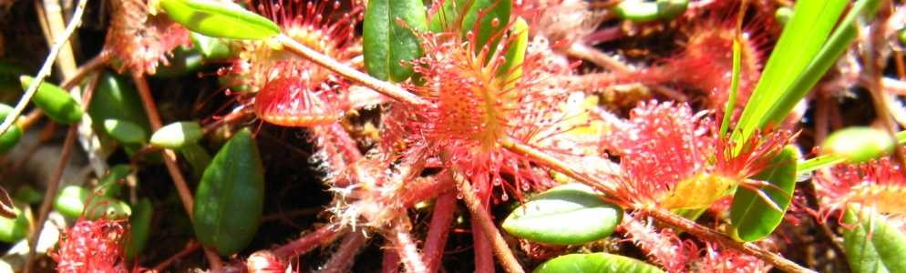 Naturschutz Brandenburg: Rundblttriger Sonnentau (Drosera rotundifolia)